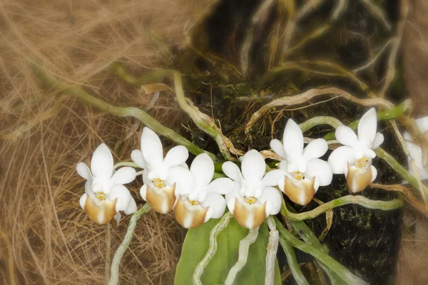 Orquídeas brancas com raízes — Fotografia de Stock