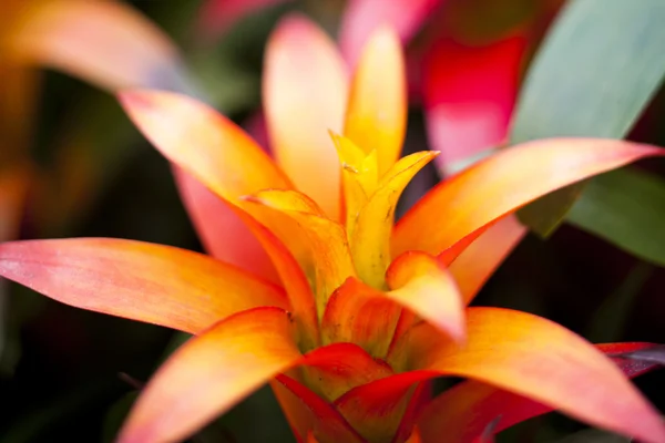 Gele en rode bloem — Stockfoto