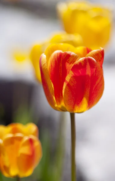 Yellow and red tulips — Stock Photo, Image