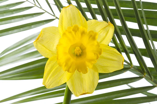 Yellow flower and palm leaf — Stock Photo, Image