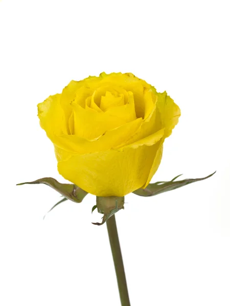 Yellow Rose on White — Stock Photo, Image