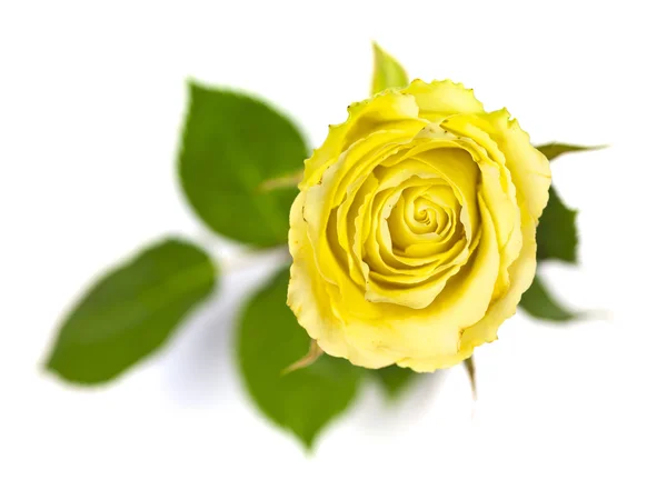 Желтая роза с листьями — стоковое фото