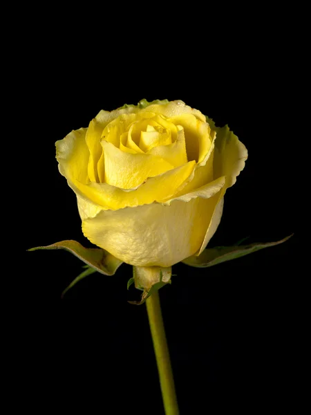 Yellow Single Stemmed Rose on Black Background — Stock Photo, Image