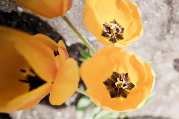 Sárga tulipán az égből — Stock Fotó