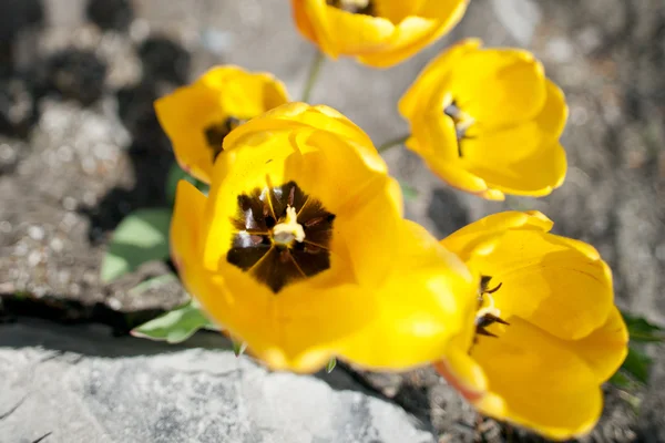Tulipanes amarillos de arriba — Foto de Stock