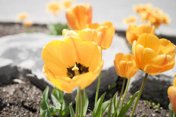 Желтые тюльпаны в саду — стоковое фото