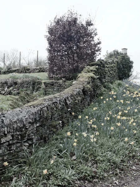 水仙花和石头砌的墙 — 图库照片