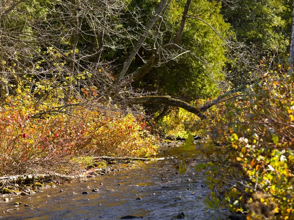 Fluyendo arroyo con árboles —  Fotos de Stock