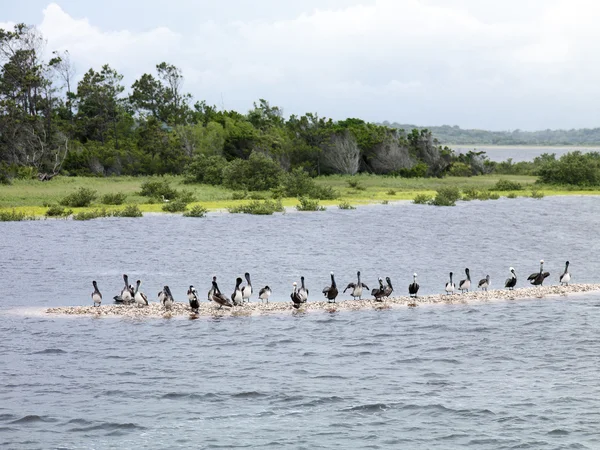 Pelikan sürüsü — Stok fotoğraf