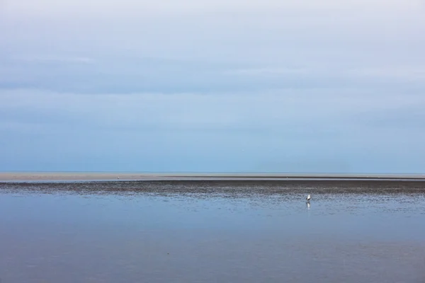 Yalnız martı — Stok fotoğraf