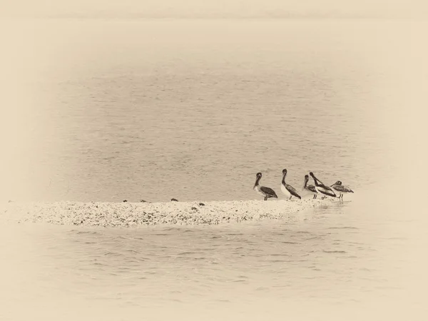 Pelicans on the Rock Bar — Stock Photo, Image