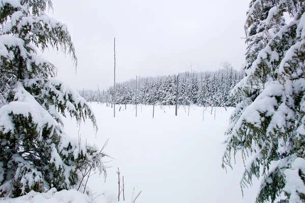 Campo cubierto de nieve —  Fotos de Stock
