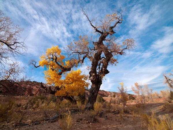 Strom obrací na podzim — Stock fotografie