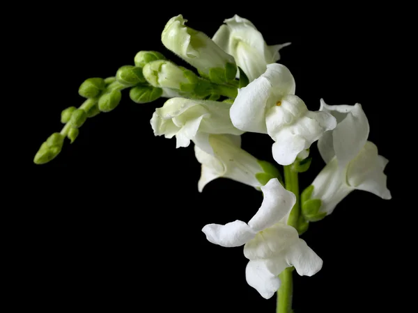 Flores brancas contra preto — Fotografia de Stock