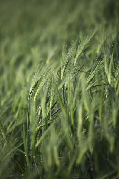 Vista del campo di grano — Foto Stock