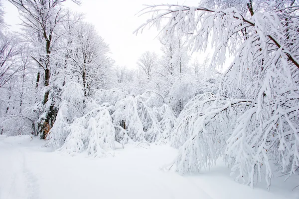 Vinterlandskap Stockfoto