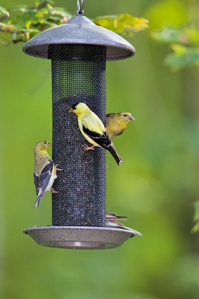 Gula fåglar på en feeder Royaltyfria Stockbilder