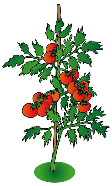 Tomate brousse sur fond blanc — Image vectorielle