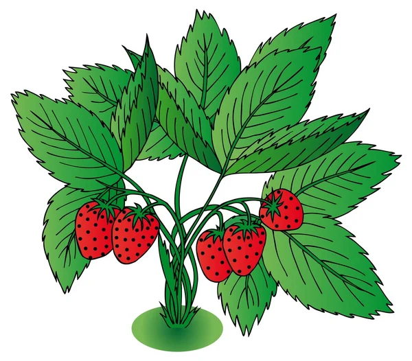 Czerwona truskawka z liśćmi — Wektor stockowy