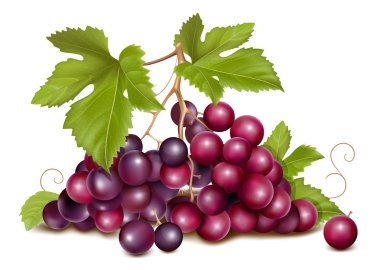 Grape cluster clipart