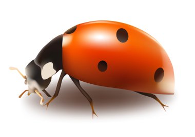 Ladybug clipart