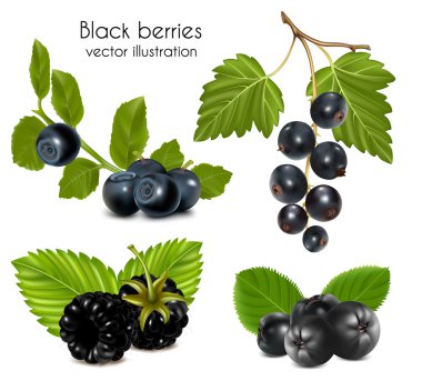 Photo-realistic vector illustration. Set of black berries with leaves. clipart