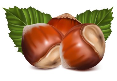 Hazelnuts with leaves. clipart