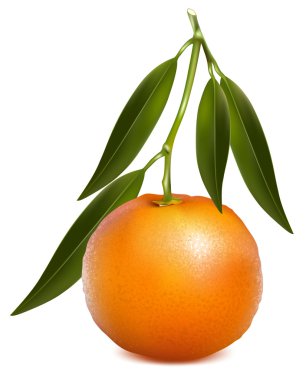 Fresh tangerine with green leaves. clipart