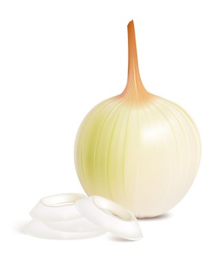 Photorealistic vector of onion. clipart