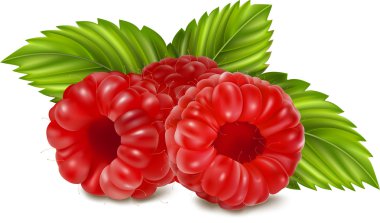 Ripe raspberries clipart