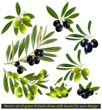 Green and black olives with leaves clipart