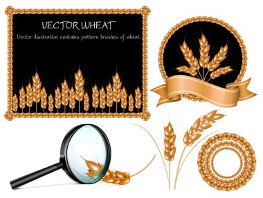 Vector wheat ears collection clipart