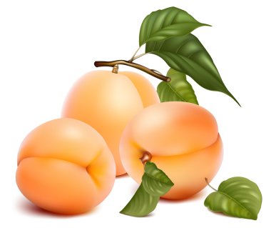 Apricots with leaves clipart