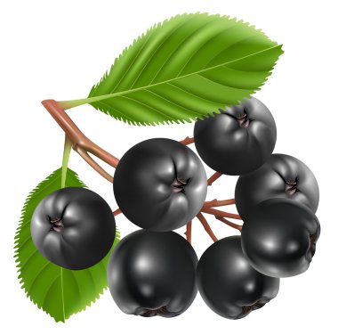 Vector aronia berries (chokeberry) clipart