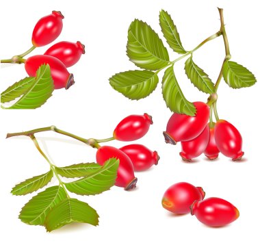 Red rose hip. clipart