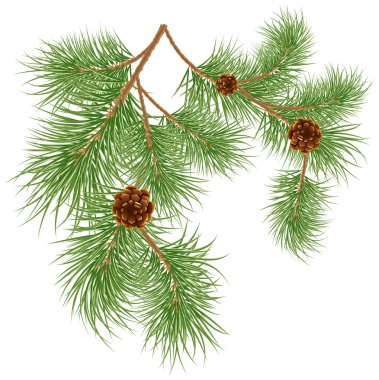 Vector illustration of pine cones with pine needles clipart