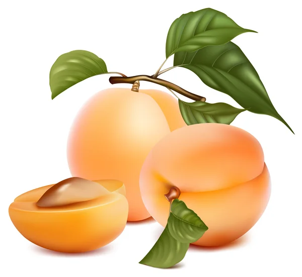 Aprikoser med blad. — Stock vektor