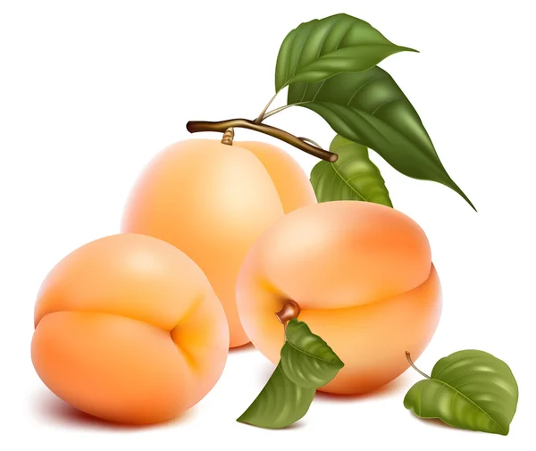 Aprikosen mit Blättern. — Stockvektor