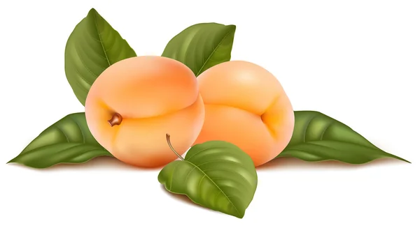 Aprikosen mit Blättern. — Stockvektor