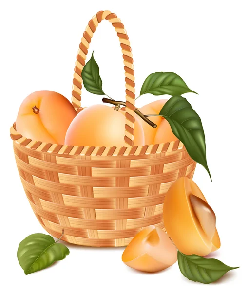 Спелые абрикосы с листьями в корзине . — стоковый вектор