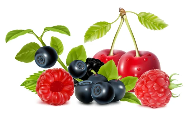 Forest berries — Stock Vector