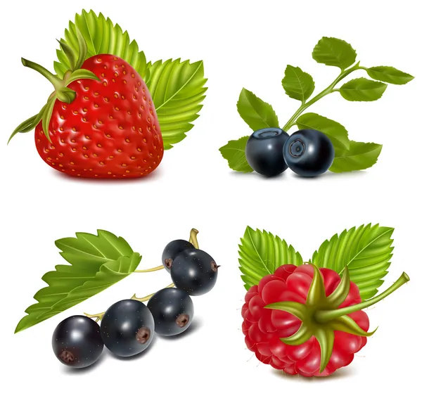 Set of berries with leaves — Stock Vector