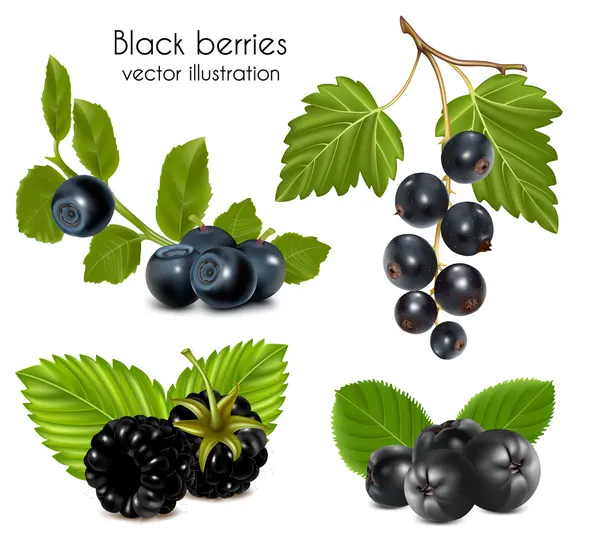 Фотореалистичная векторная иллюстрация. Набор черных ягод с листьями . — стоковый вектор