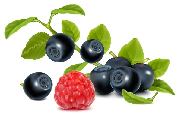 Bilberry dengan daun dan raspberry . - Stok Vektor
