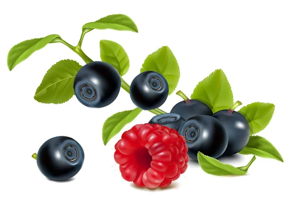 Bilberries with leaves and raspberry. — Stock Vector