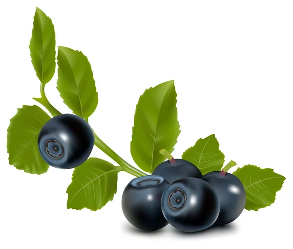 Blueberry met bladeren. — Stockvector