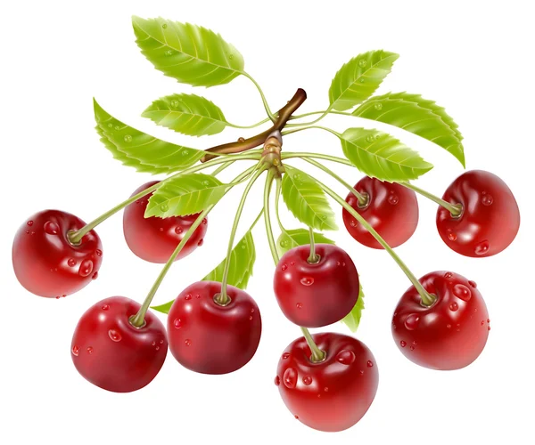 Ramo de cerejas maduras com gotas de água e folhas . — Vetor de Stock