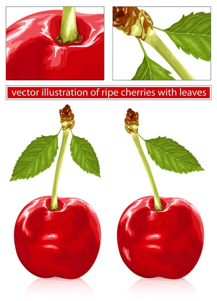 Třešně s kapkami vody. — Stockový vektor