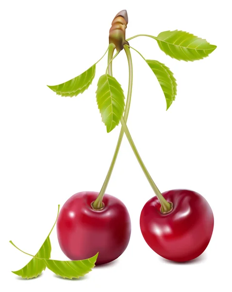 Cherries with leaves. — Stock Vector
