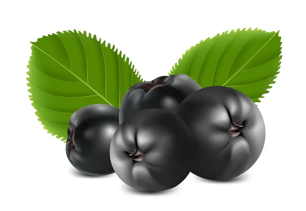 Vector aronia berries (chokeberry) — Stock Vector